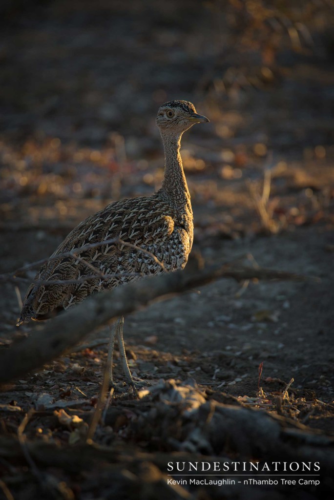 A red-crested korhaan catches the light in a rare moment of stillness shared with this camouflaged ground fowl