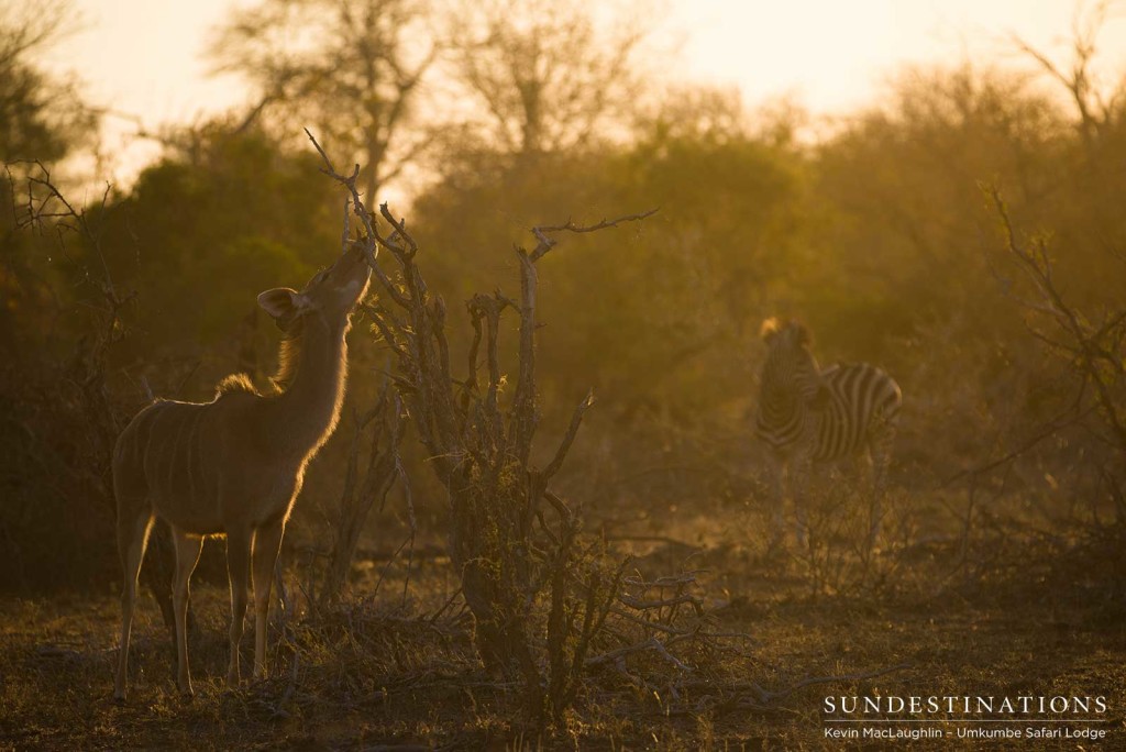 That golden glow! The afternoon light creates an irresistible outline to a kudu cow craning her neck to reach the upper branches 