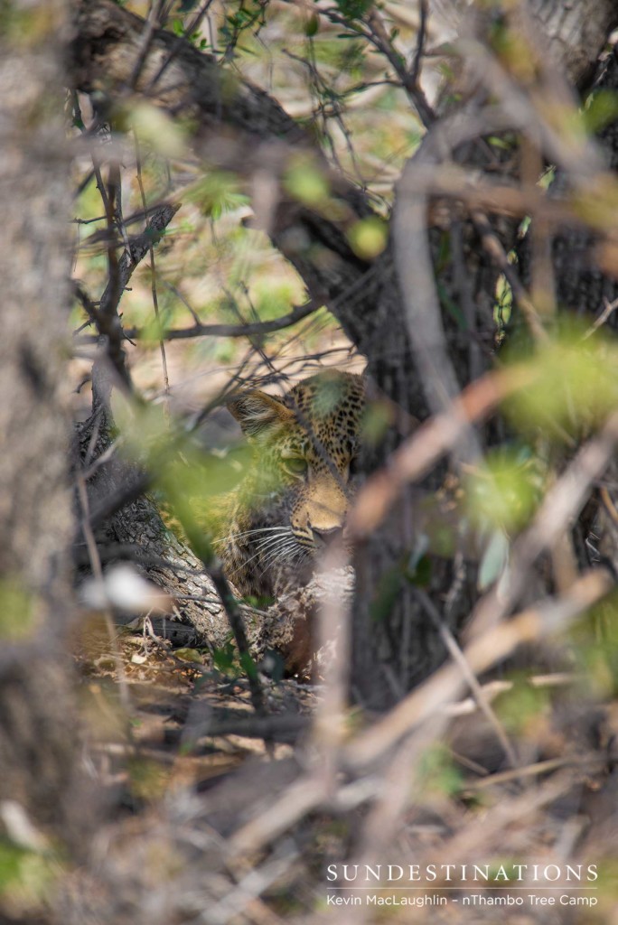 A shy leopard cub peers out of the thicket and lays low until his mother returns