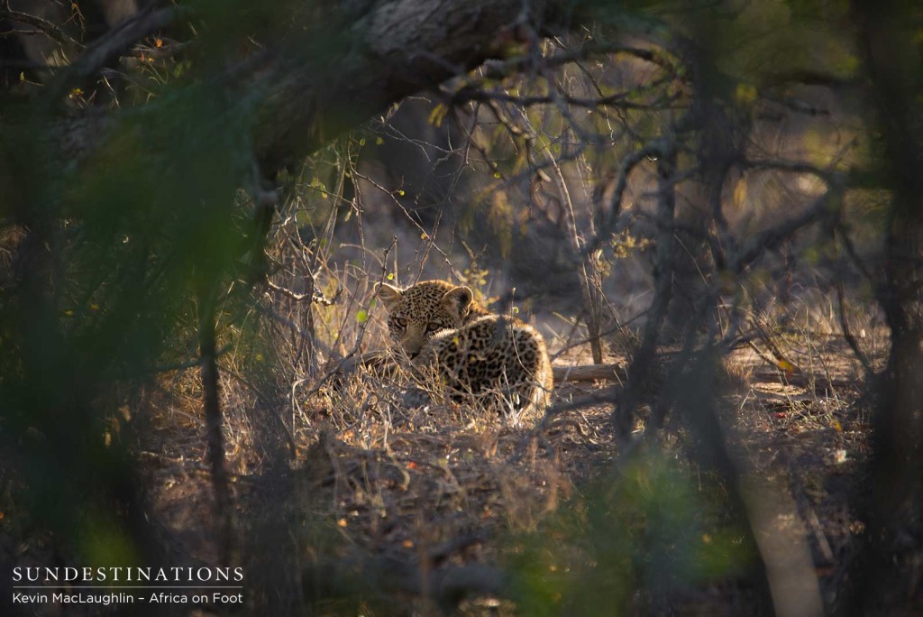 Ross Dam's cub waits patiently for his mother to return, staying well hidden