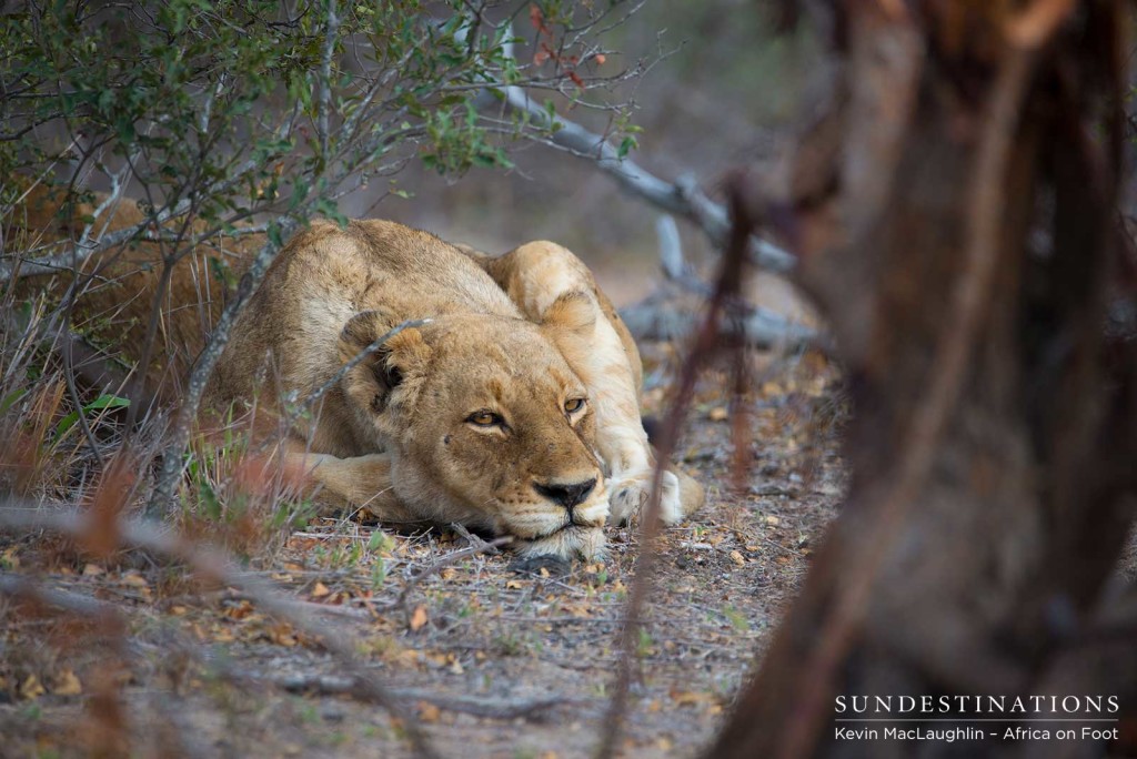 A Ross Breakaway lioness rests her head under a sparsely leafed tree