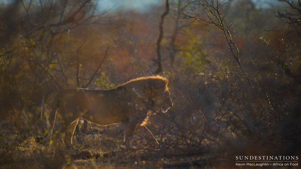 The golden-haired lion king strikes a solitary figure as he moves through the Klaserie