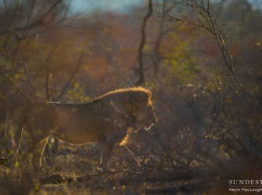 Another week in the wild is coming to an end and now we have the opportunity to reflect on the best of the week’s photography! Capturing moments where lights, camera, and action come together in the natural world and freeze moments in time. With spring around the corner, we’re seeing the end of a very […]