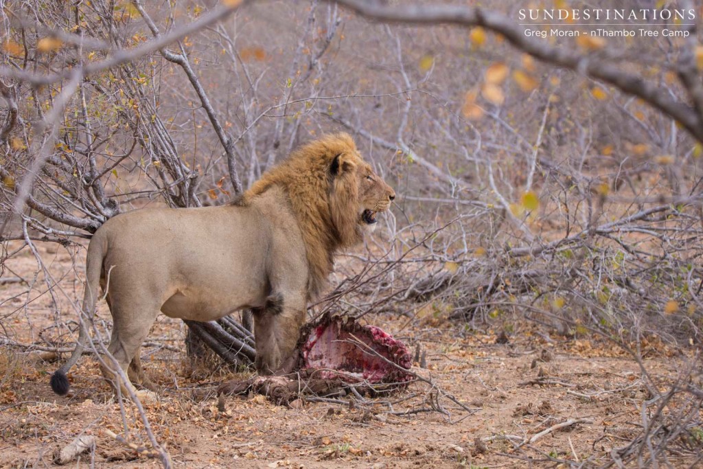 Mapoza dominating stolen buffalo kill