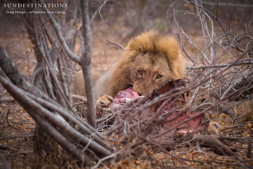 Mapoza male feasting away