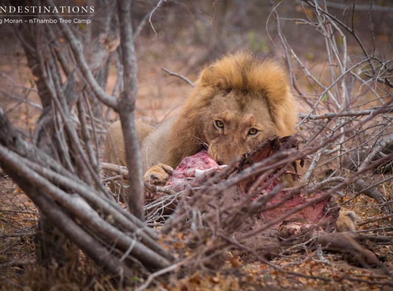 Mapoza Lions Take Buffalo Kill from Lionesses… Again
