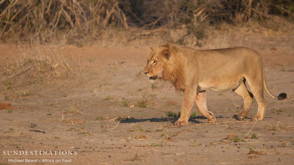 Younger Mapoza male