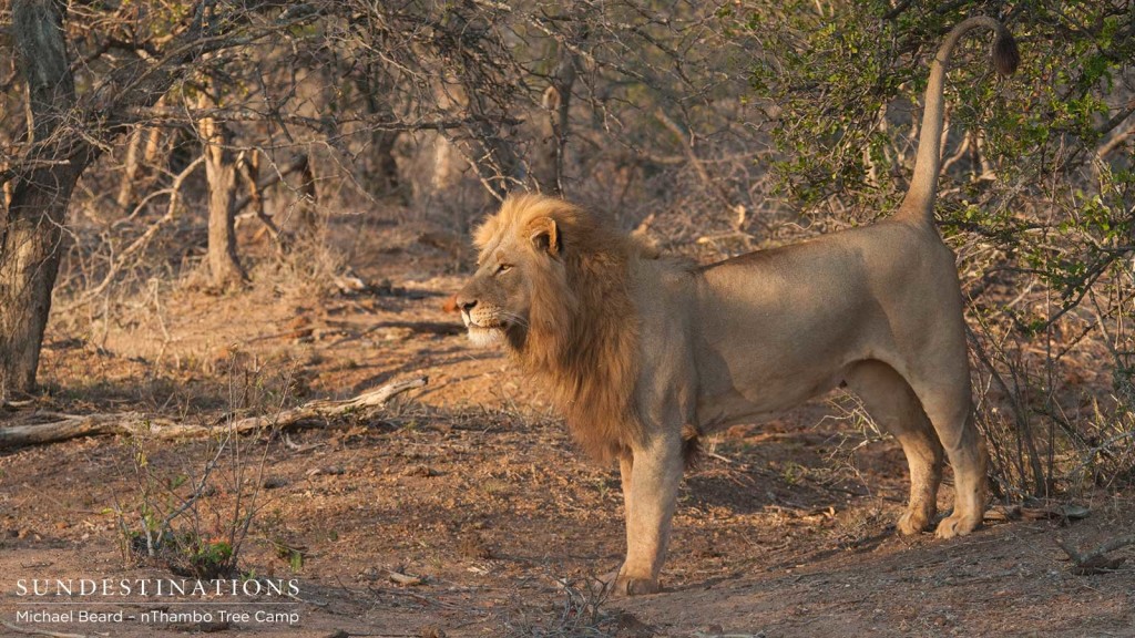 Mapoza Male seen mating with Ross Breakaway lioness