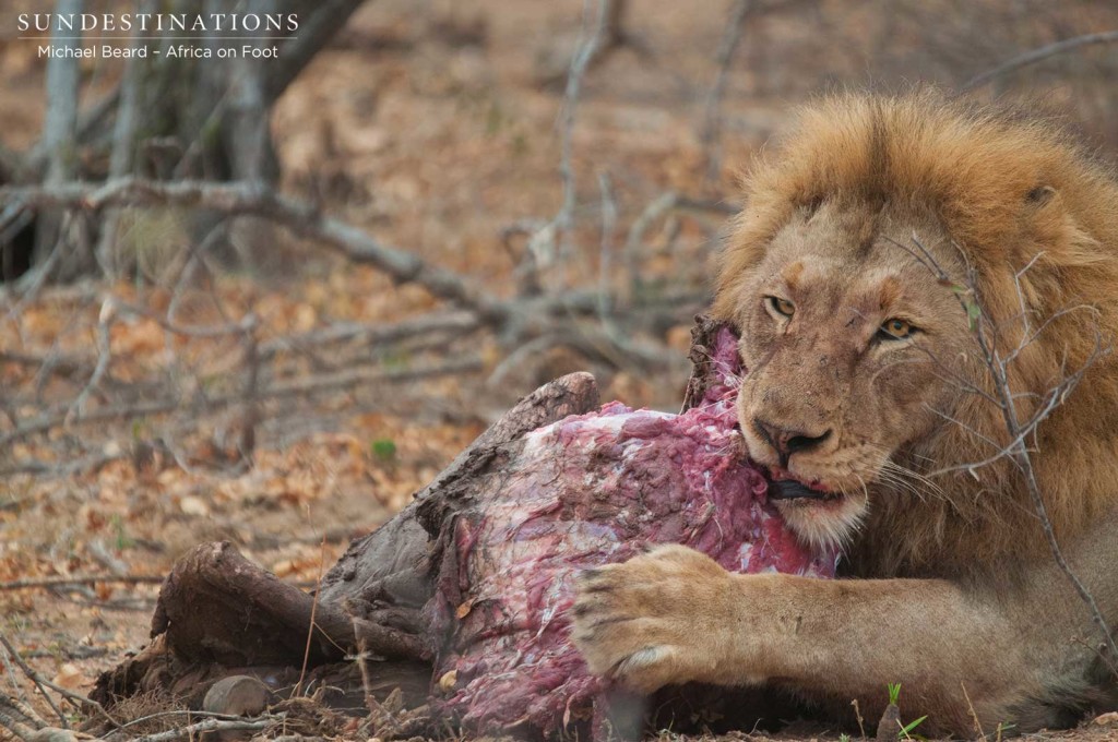 Mapoza feasting on stolen buffalo kill