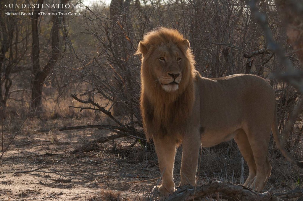 The older, more dominant Mapoza male