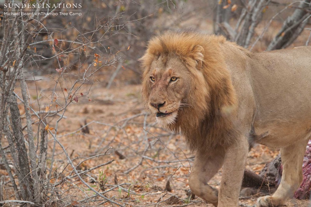 Mapoza male coming in to steal buffalo kill