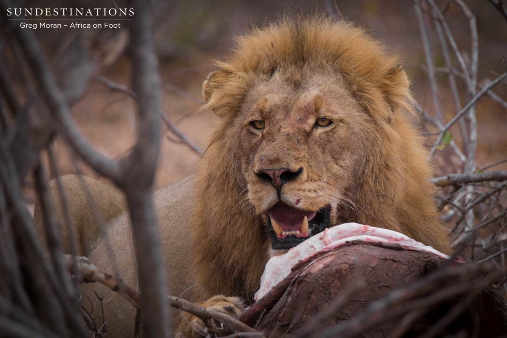 Mapoza male feeding on buffalo calf