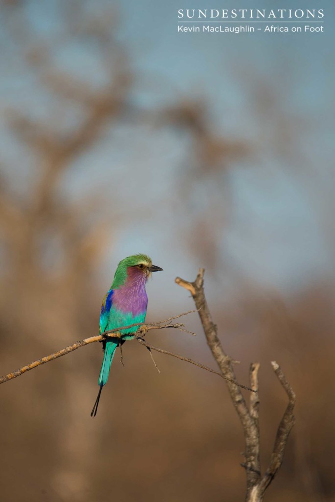 A lilac-breasted roller stands out in a celebration of colour against the stark winter bush