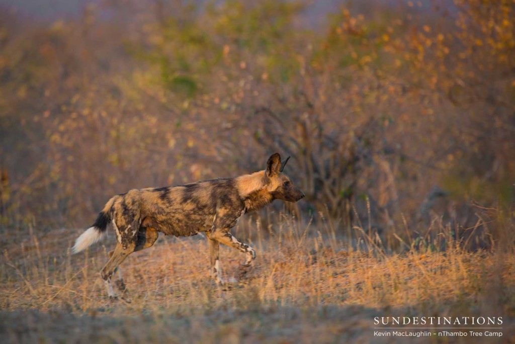 An African wild dog mother leaves her growing pups at the den as she heads out with her pack to hunt