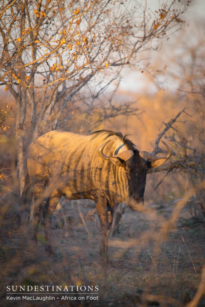 A lone wildebeest bows to us as we admire him in the sunlight