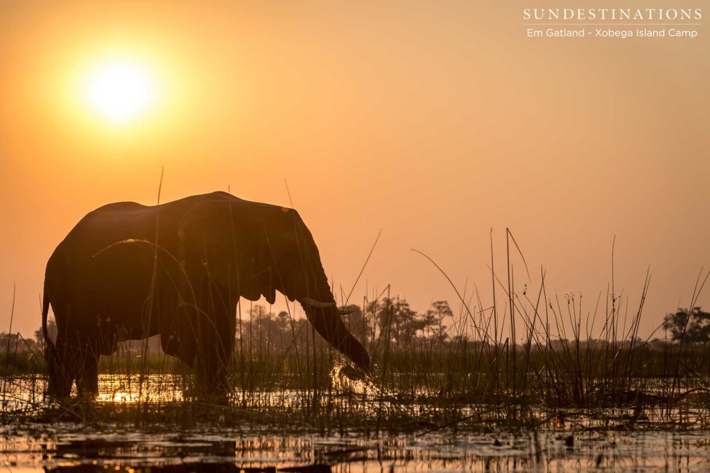 An elephant at sunset, seen from the comfortable cradle of a boat, while out on a sunset safari cruise with Xobega Island Camp