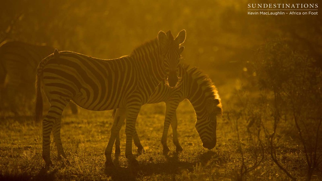 Sunset in the Klaserie spent with striking herd of zebra