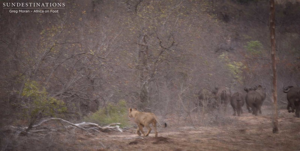 Hercules Pride on a buffalo hunt