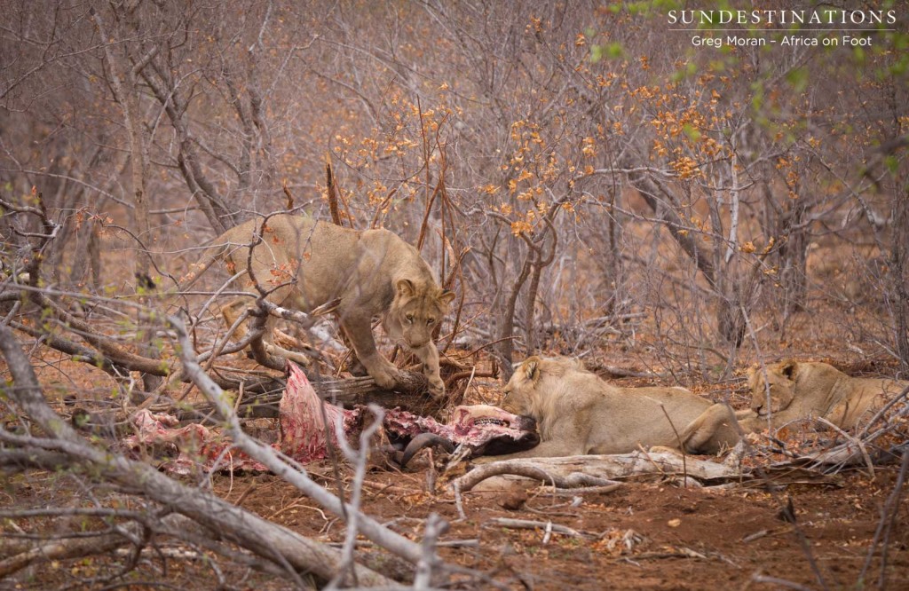 Hercules Pride on a buffalo hunt