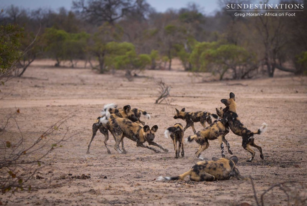 African wild dogs seen on foot making a kill at Africa on Foot