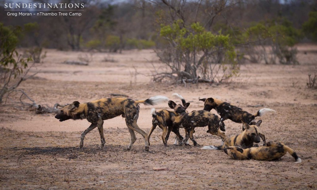 African wild dogs seen on foot making a kill at Africa on Foot