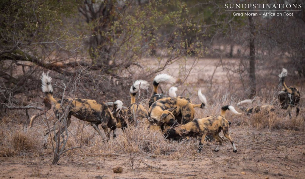 African wild dogs seen on foot making a kill at Africa on Foot