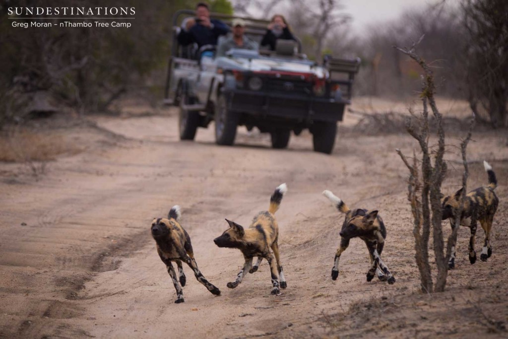 African wild dogs seen on foot making a kill at Africa on Foot