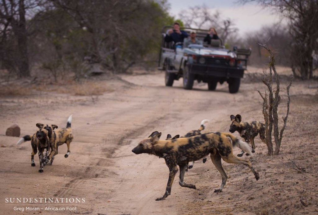 African wild dogs seen on foot making a kill at Africa on Foot