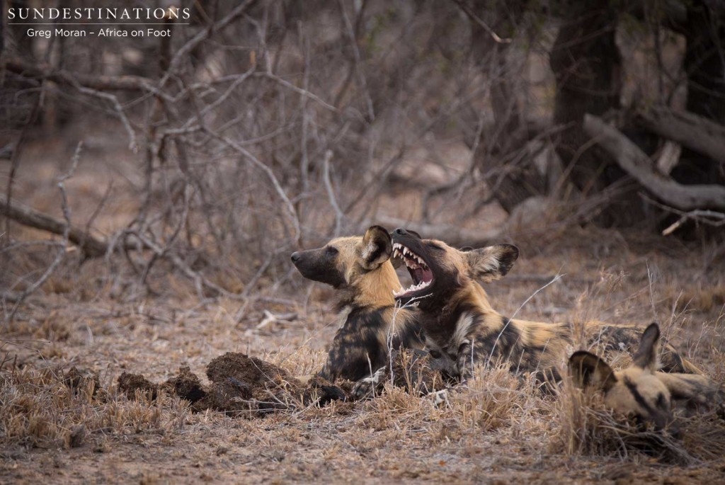 African wild dogs seen on foot making a kill at Africa on Foot