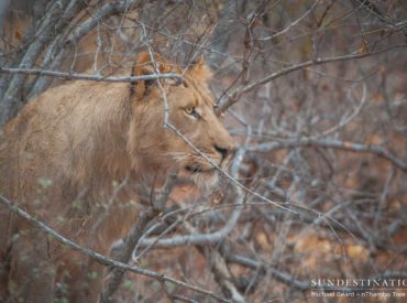 The Hercules Pride has made a name for itself as a ferocious family of lions, determined to remain wild, and intolerant of neighbouring prides. Their usual territory is on a private property neighbouring Africa on Foot, but with the lack of fences in the Klaserie, the lions move freely and lately we’ve been seeing them […]