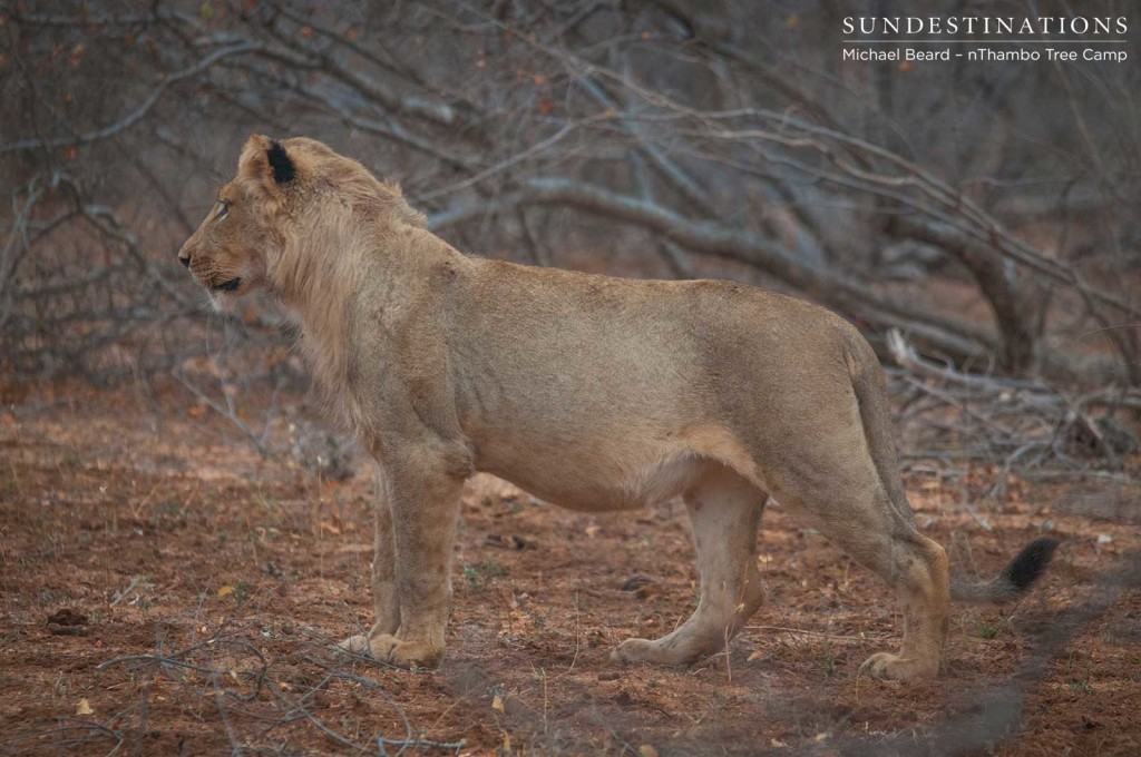 Hercules Pride on a buffalo hunt