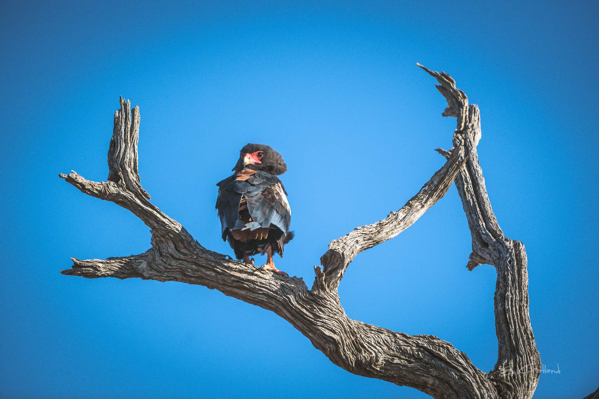 Bateleur Eagle in Kruger
