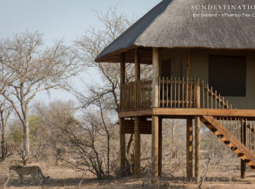 The cheetah is a slender diurnal cat with a placid nature that enjoys a lifestyle of lone wandering. Possessing the gracefulness of a gazelle and accurate weapon like kill tactics, this big cat sprints at the speed the light; which makes it one of the most sought after cats to see while on safari. They hunt […]