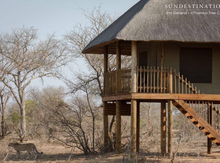 Cheetah Casually Strolls into nThambo Tree Camp