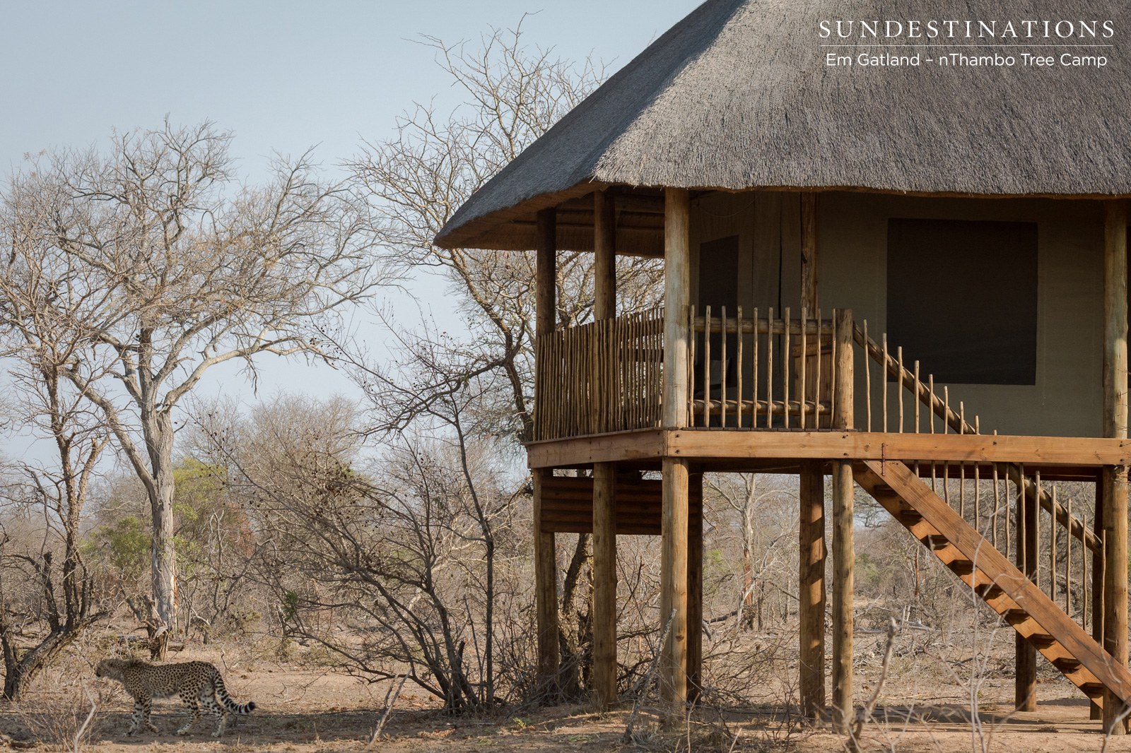 Cheetah Outside nThambo Lodge