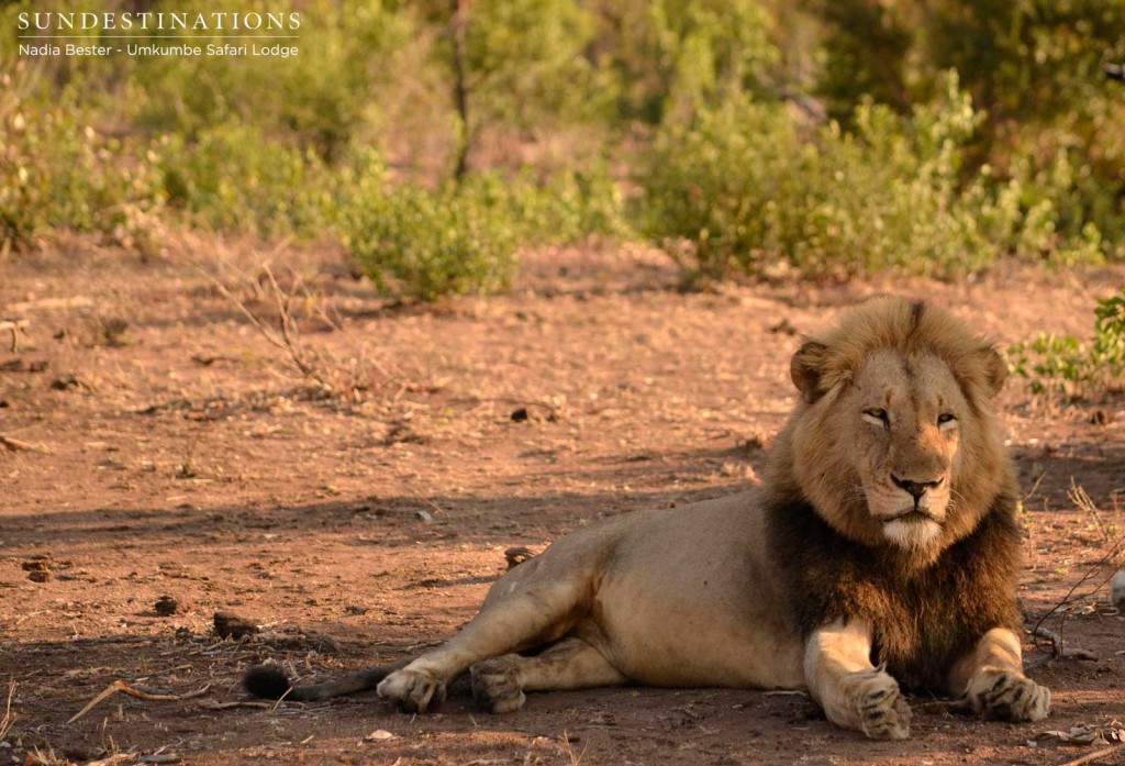 Charleston male lions seen at Umkumbe Safari Lodge