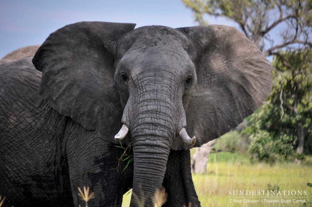An elephant looks surprised to see us as it ambles through its vast and wild kingdom