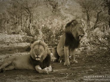 There is no denying it, these two male lions have a breathtaking effect on their admirers. Two magnificent lions with an incredible bond, handsome dark manes, and a growing family with the Southern Pride females, with whom they have a number of cubs. Little mention needs to be made of one of the males’ dangling […]