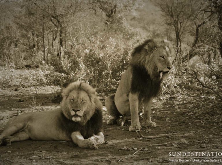 Portraits of the Charleston Male Lions at Umkumbe