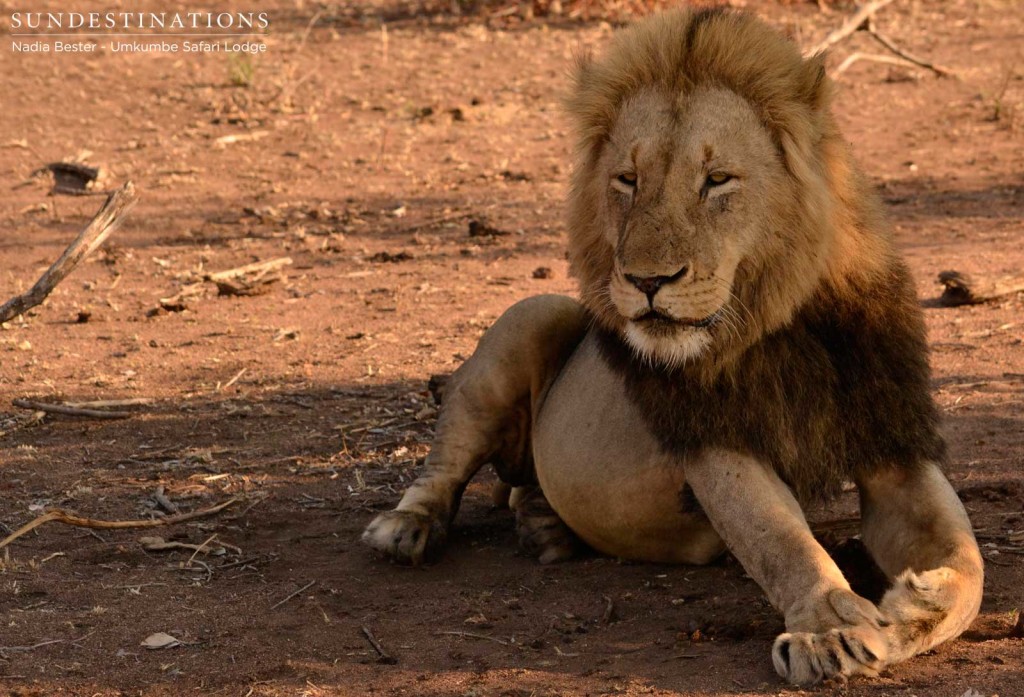 Charleston male lions seen at Umkumbe Safari Lodge