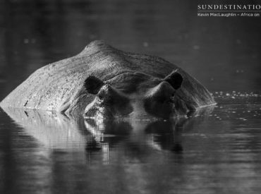 Fridays mean a lot of things to a lot of people, and to us it means it’s time to reflect on the top wildlife sightings to come out of our Kruger and Botswana camps during the week! As per Friday tradition, we like to ease into the afternoon with a collection of images captured in […]