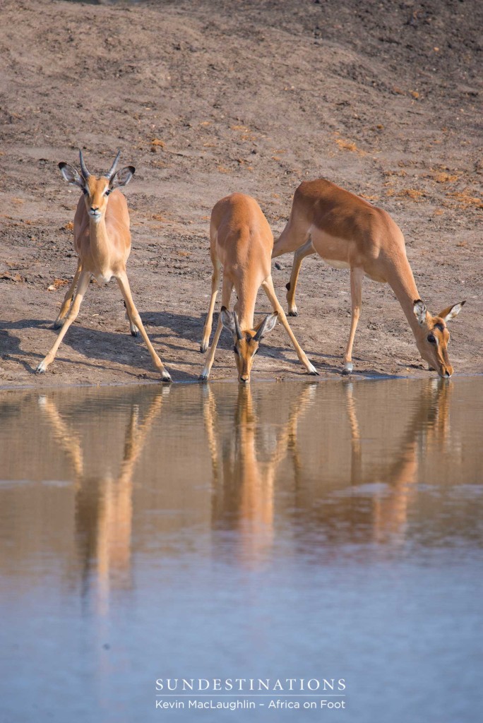 One impala looks alert as a herd gathers to drink at a pan in the Klaserie