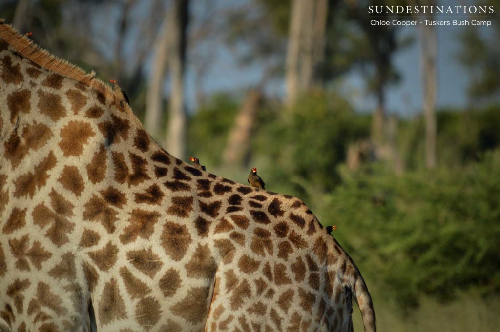 Oxpeckers having a field day on the back of Africa's tallest mammal, kindly ridding its fur of parasites