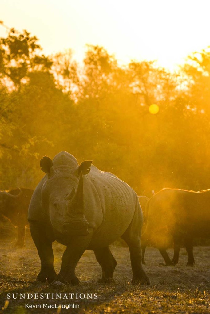 #WorldRhinoDay