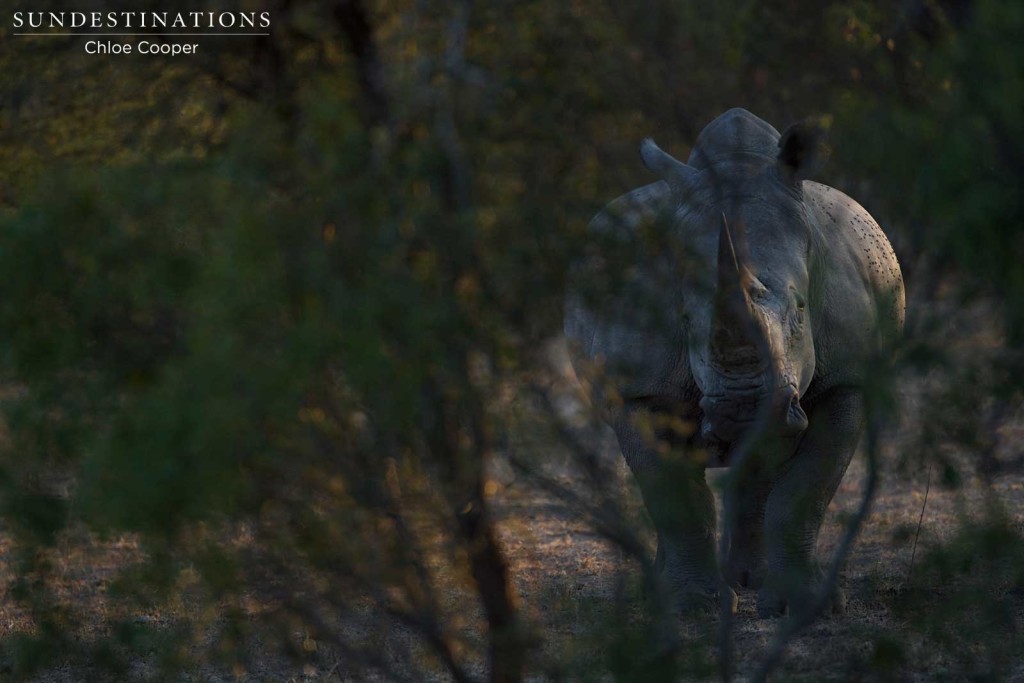 #WorldRhinoDay