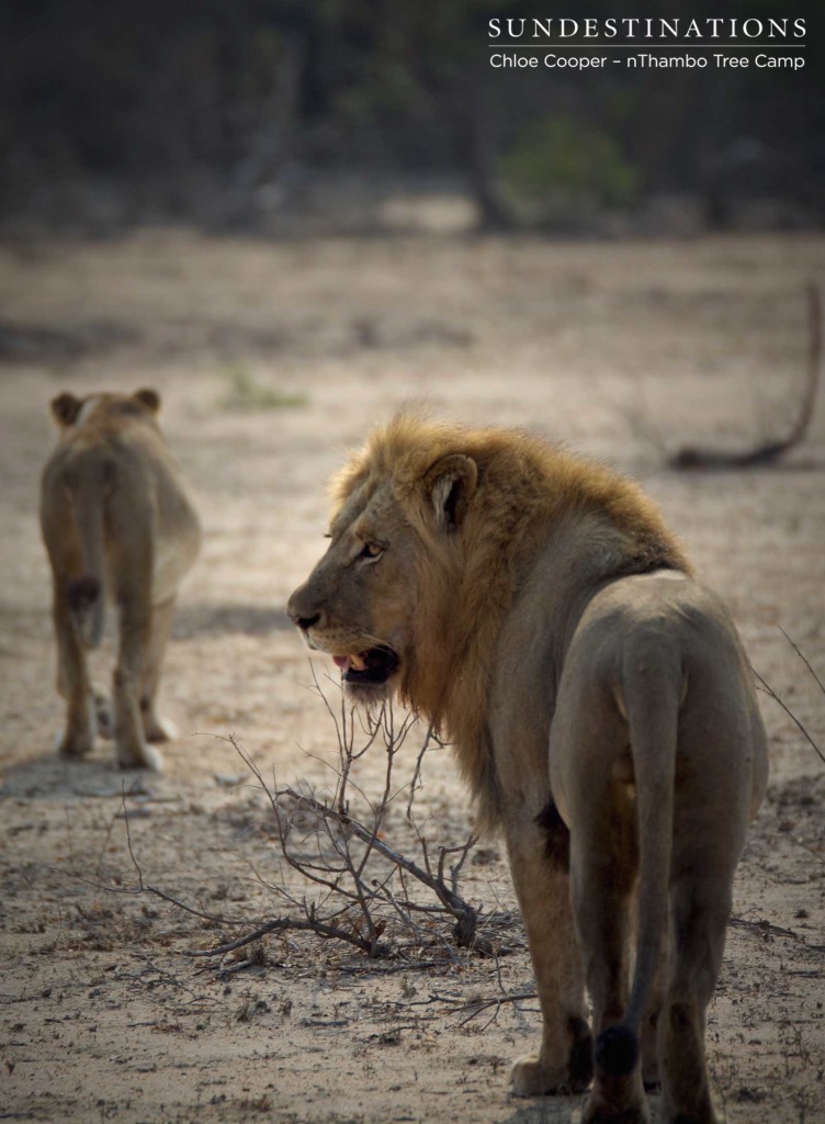 The pair move off the kill to find shade