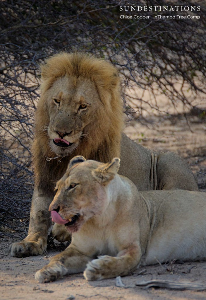 Settling down side by side in the shade