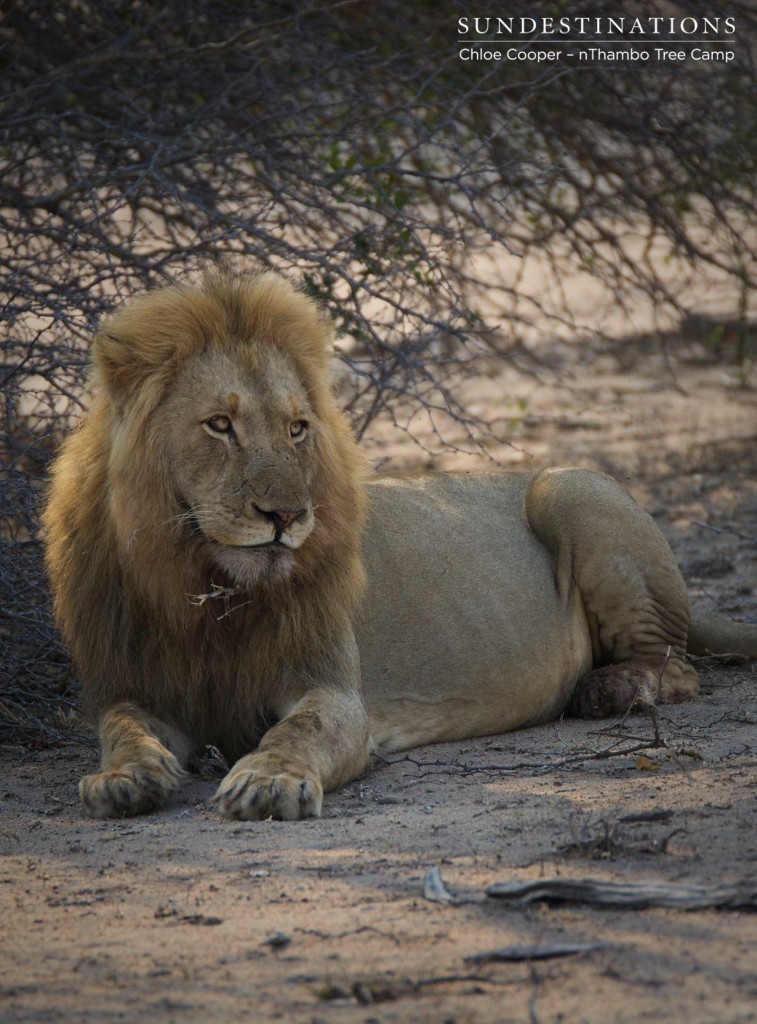 Mapoza male relaxing with a full belly in the shade