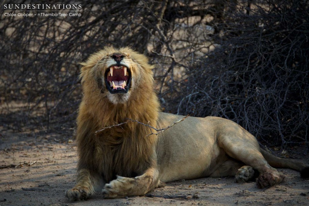 Mapoza male Flehmen Grimace