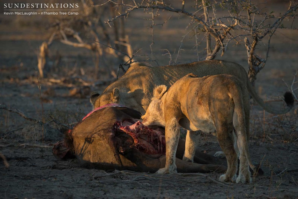 Ross Breakaway lionesses tucking in to their kill